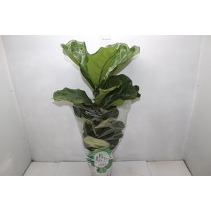 FICUS LYRATA P17