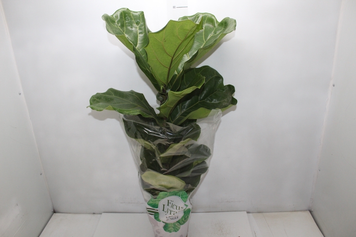 <h4>FICUS LYRATA P17</h4>