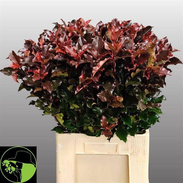 <h4>PHOT MAG VOLCANO</h4>