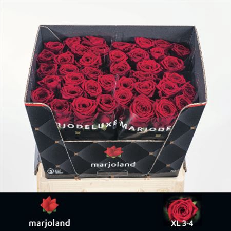 <h4>R Gr Red Naomi</h4>