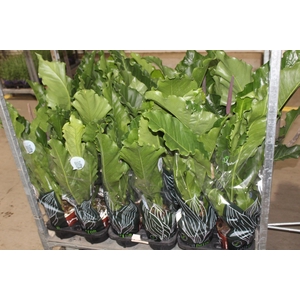 ANTHURIUM HOOKERI P19