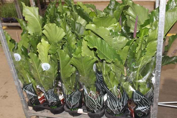 <h4>ANTHURIUM HOOKERI P19</h4>