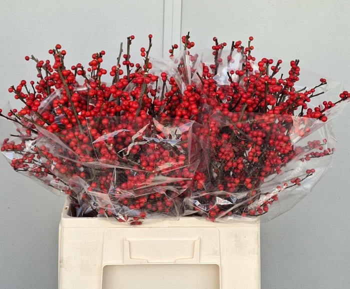 <h4>ILEX VE RODE BES</h4>