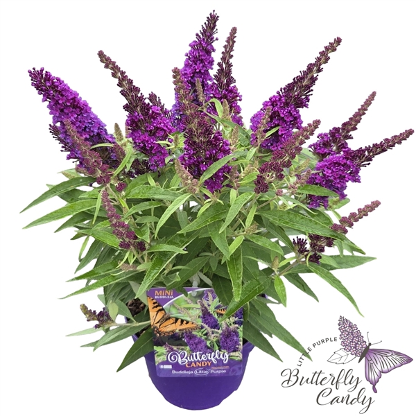 <h4>Buddleja d. 'Little Butterfly Candy Purple' ®</h4>