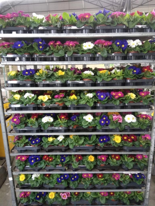 <h4>Primula ac.   ...mix</h4>