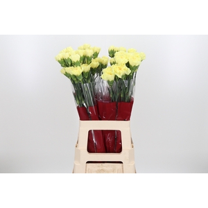 Di St Hermes Yellow