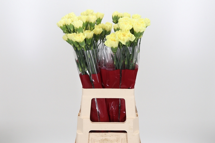 <h4>Di St Hermes Yellow</h4>