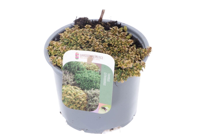 <h4>Thymus citr. Doone Valley</h4>