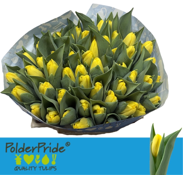 <h4>TU EN FIREFLY</h4>