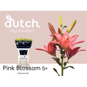Li As Pink Blossom 5+ Lily Masters
