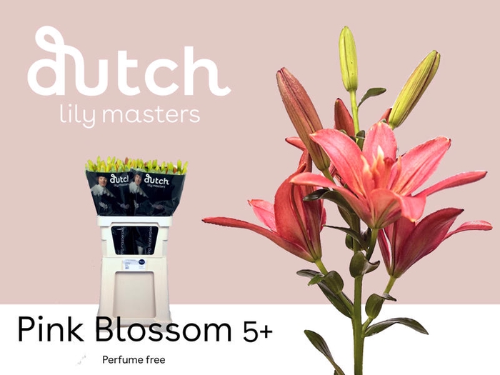 <h4>Li As Pink Blossom 5+ Lily Masters</h4>