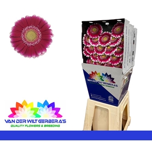 Germini Josie Diamond