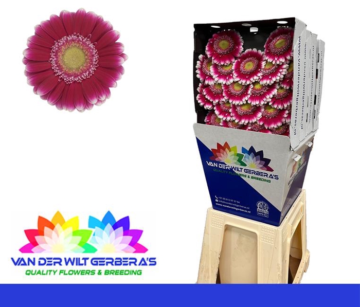 <h4>Germini Josie Diamond</h4>