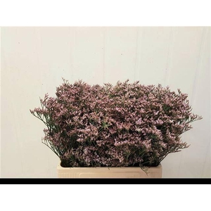 LIMONIUM PIUMA PINK TOUCH 25GR