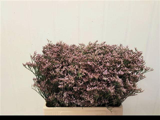<h4>LIMONIUM PIUMA PINK TOUCH 25GR</h4>