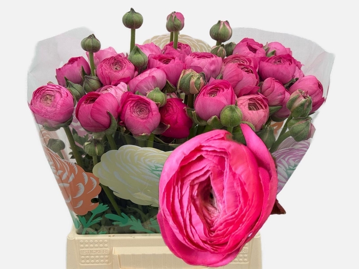 <h4>RAN THOM BONBON</h4>