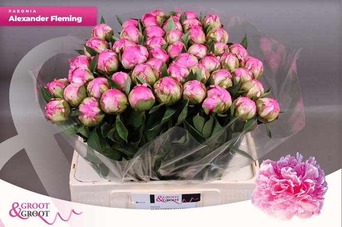 <h4>Paeonia Dr. Alexander Fleming | Heavy Quality</h4>