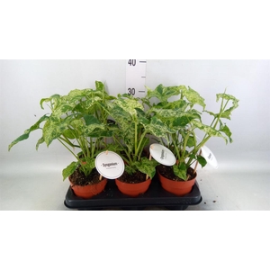 Syngonium   ...