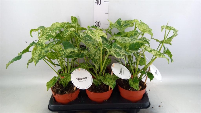 <h4>Syngonium   ...</h4>