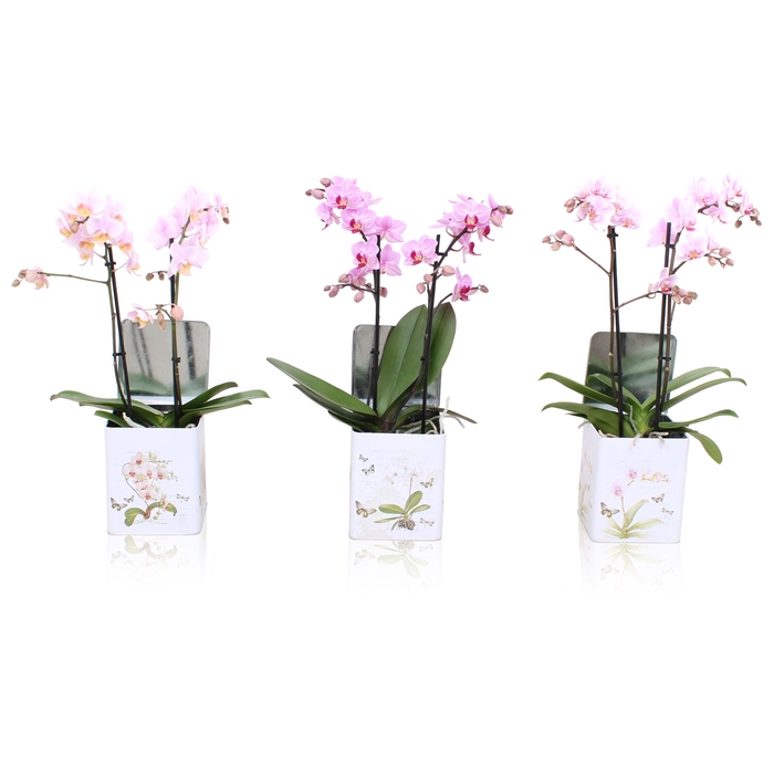 <h4>Phal. Multiflora 2-tak mix in BGC179 Blik Botanisch</h4>