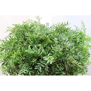 Pistache Lang Spanje