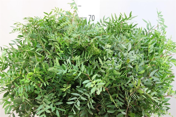 <h4>Pistache Lang Spanje</h4>