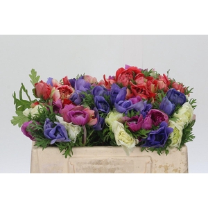 Anemone Levante Rainbow Mix