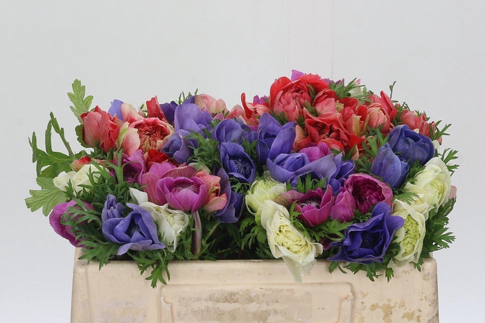 <h4>Anemone Levante Rainbow Mix</h4>