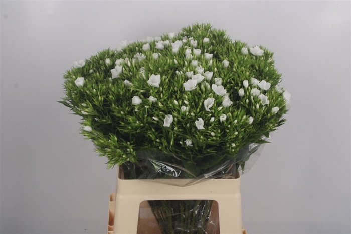 <h4>Phlox Whitecap</h4>