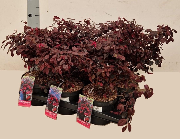 <h4>LORO CHINENSE</h4>