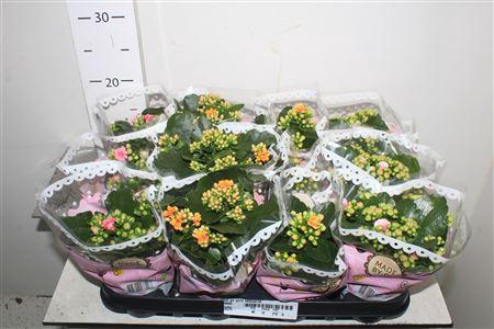 <h4>Kal Ge Gem Tweekl Bl</h4>