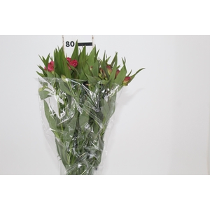 ALSTROEMERIA ALYNA 080 CM
