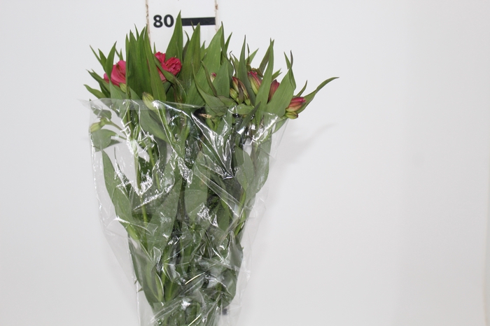 <h4>ALSTROEMERIA ALYNA 080 CM</h4>