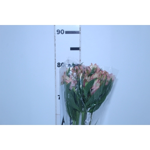 ALSTROEMERIA MILOS 080 CM