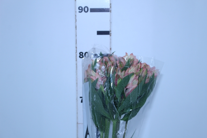ALSTROEMERIA MILOS 080 CM