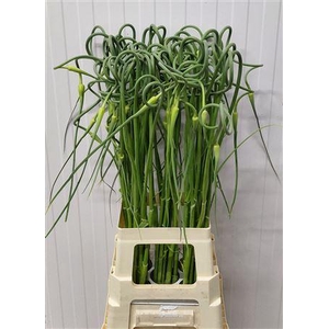 Allium Sat Ophioscor