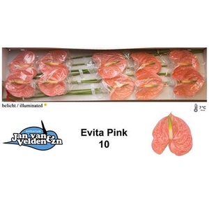 Anth A Evita Pink X10