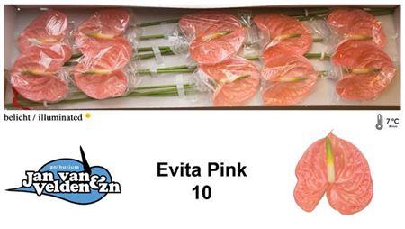<h4>Anth A Evita Pink X10</h4>