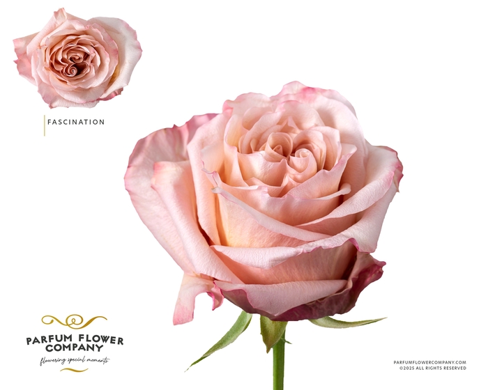 <h4>Rosa Garden Fascination</h4>