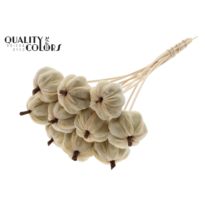 <h4>Velvet Pumpkin Ø6cm on stem Cream</h4>