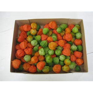 Physalis Lampion Los