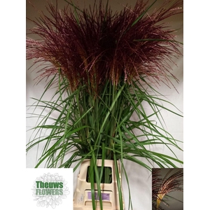 Siergras Misc Sinensis Red