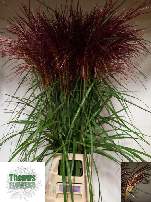 <h4>Siergras Misc Sinensis Red</h4>