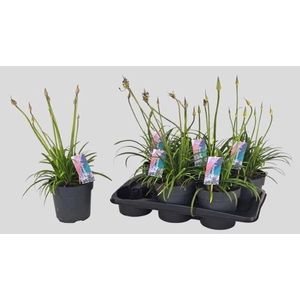 AGAPA BRILLIANT BLUE