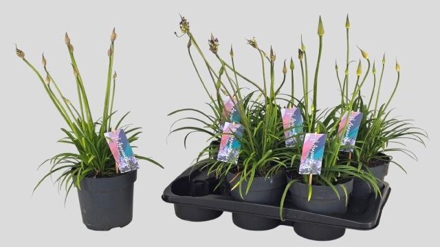 <h4>AGAPA BRILLIANT BLUE</h4>