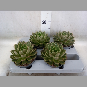 Echeveria   ...not flowering