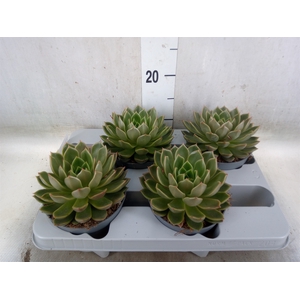Echeveria   ...not flowering