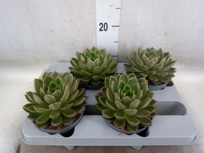 <h4>Echeveria   ...not flowering</h4>