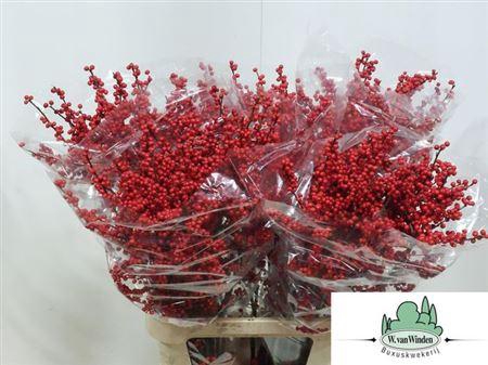 <h4>Ilex Ve Rode Bes</h4>