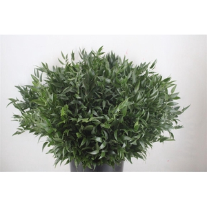 Ruscus Short 300gram P Bunch